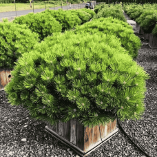 Сосна "Low Glow"